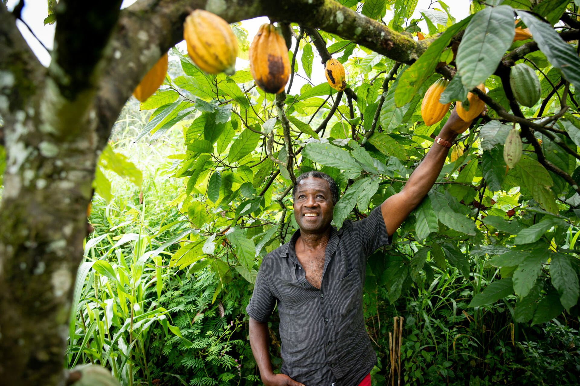 Cocoa Farmer